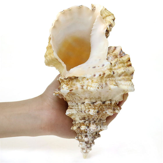 Natural Conch Shell Fish Tank Aquarium Landscaping Decoration Size Shell Underwater World Ornaments Shelter