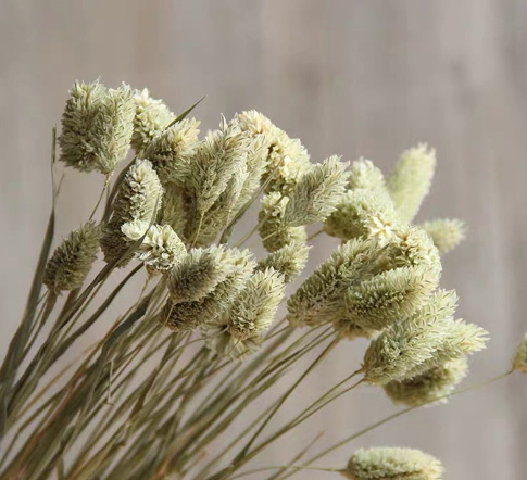 PAMPAS Grass Dried Flower Bouquet Small Reed Decoration