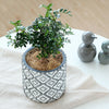 Flowerpot with White and Black Ornate Design