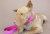 Luxury Pink Faux Sued Dog Collar and Leash