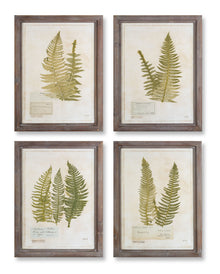  Set of 4 -Framed Fern Prints