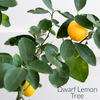 Dream Seeds Challenge Plant Kit -When Life Gives You Lemons| Journals in 6 Colors