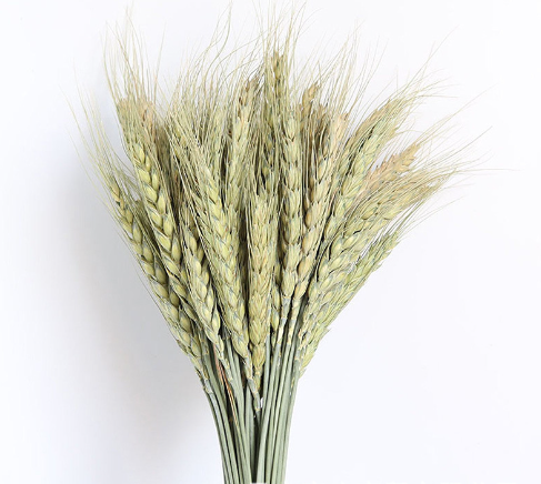 PAMPAS Grass Dried Flower Bouquet Small Reed Decoration