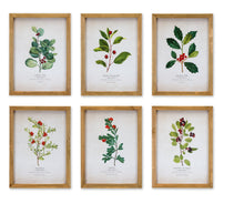  Set of 6 -Winter Berry Framed Prints