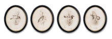  Set of 4 Bird Prints in Round Black Frames with Glass