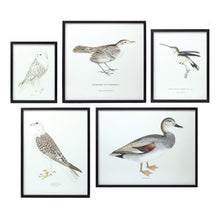  Set of 5 Bird Print Collage in Black Frames with Glass