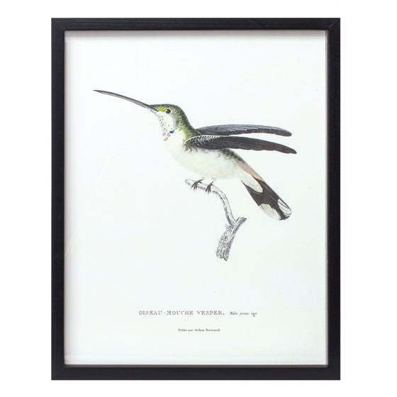 Set of 5 Bird Print Collage in Black Frames with Glass