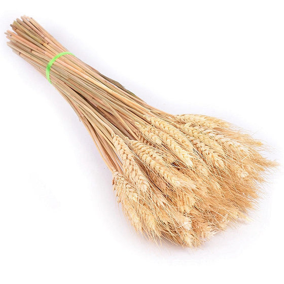 PAMPAS Grass Dried Flower Bouquet Small Reed Decoration