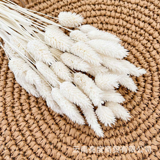 PAMPAS Grass Dried Flower Bouquet Small Reed Decoration