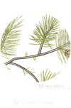 Conifer Study Vol. 1 | Unique Wall Hanging Art by Jessica Rose