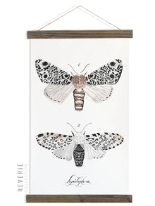  Lepidoptera Study Vol.3 | Unique Wall Hanging Art by Jessica Rose