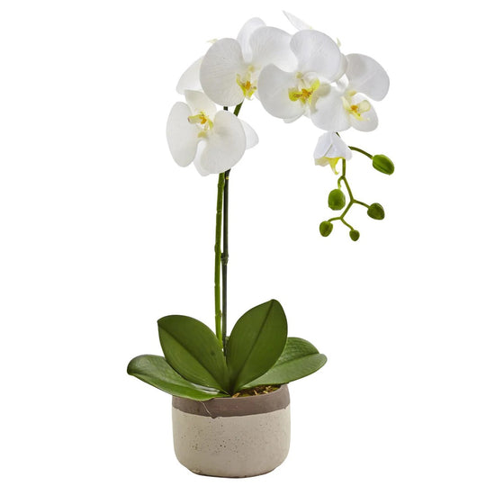 Phalaenopsis Orchid In Ceramic Pot