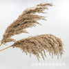 PAMPAS Grass Dried Flower Bouquet Small Reed Decoration