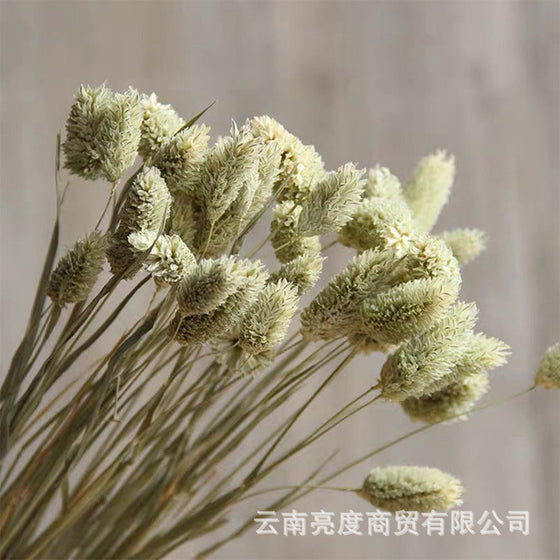 PAMPAS Grass Dried Flower Bouquet Small Reed Decoration