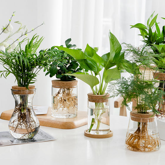 Transparent Plant Vase With Drilled Cork Top