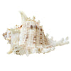Natural Conch Shell Fish Tank Aquarium Landscaping Decoration Size Shell Underwater World Ornaments Shelter