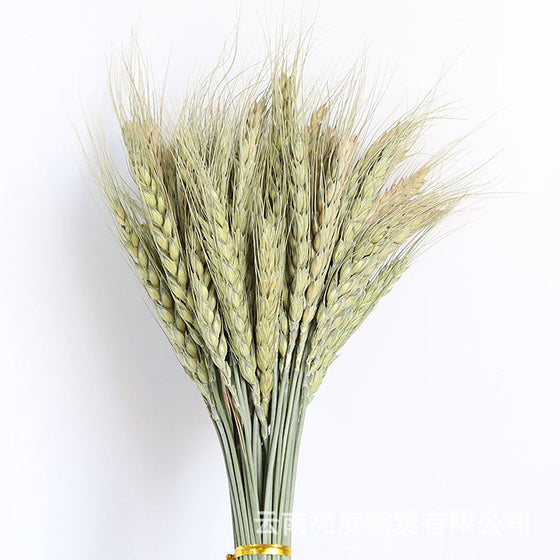 PAMPAS Grass Dried Flower Bouquet Small Reed Decoration