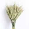 PAMPAS Grass Dried Flower Bouquet Small Reed Decoration